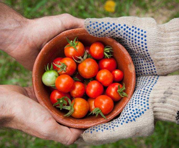 ידיים אוחזות צלחת עגבניות בשדה